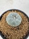 Lophophora Williamsii 5-6 cm 10 years old seed ownroot flower seedling ロフォフォラ　烏羽玉　仔吹き サボテン