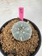 Lophophora Williamsii 5-6 cm 10 years old seed ownroot flower seedling ロフォフォラ　烏羽玉　仔吹き サボテン