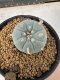 Lophophora Williamsii 5-6 cm 10 years old seed ownroot flower seedling ロフォフォラ　烏羽玉　仔吹き サボテン