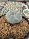 Lophophora Williamsii 5-6 cm 10 years old seed ownroot flower seedling ロフォフォラ　烏羽玉　仔吹き サボテン