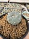 Lophophora Williamsii 5-6 cm 10 years old seed ownroot flower seedling ロフォフォラ　烏羽玉　仔吹き サボテン