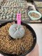 Lophophora Williamsii 5-6 cm 10 years old seed ownroot flower seedling ロフォフォラ　烏羽玉　仔吹き サボテン