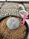 Lophophora Williamsii 5-6 cm 10 years old seed ownroot flower seedling ロフォフォラ　烏羽玉　仔吹き サボテン