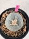 Lophophora Williamsii 5-6 cm 10 years old seed ownroot flower seedling ロフォフォラ　烏羽玉　仔吹き サボテン