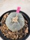 Lophophora Williamsii 5-6 cm 10 years old seed ownroot flower seedling ロフォフォラ　烏羽玉　仔吹き サボテン