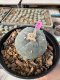 Lophophora Williamsii 5-6 cm 10 years old seed ownroot flower seedling ロフォフォラ　烏羽玉　仔吹き サボテン