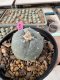 Lophophora Williamsii 5-6 cm 10 years old seed ownroot flower seedling ロフォフォラ　烏羽玉　仔吹き サボテン