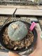 Lophophora Williamsii 5-6 cm 10 years old seed ownroot flower seedling ロフォフォラ　烏羽玉　仔吹き サボテン