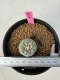 Lophophora Williamsii 5-6 cm 10 years old seed ownroot flower seedling ロフォフォラ　烏羽玉　仔吹き サボテン