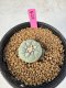 Lophophora Williamsii 5-6 cm 10 years old seed ownroot flower seedling ロフォフォラ　烏羽玉　仔吹き サボテン