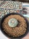 Lophophora Williamsii 5-6 cm 10 years old seed ownroot flower seedling ロフォフォラ　烏羽玉　仔吹き サボテン