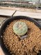 Lophophora Williamsii 5-6 cm 10 years old seed ownroot flower seedling ロフォフォラ　烏羽玉　仔吹き サボテン