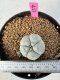 Lophophora Williamsii 5-6 cm 10 years old seed ownroot flower seedling ロフォフォラ　烏羽玉　仔吹き サボテン