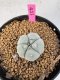 Lophophora Williamsii 5-6 cm 10 years old seed ownroot flower seedling ロフォフォラ　烏羽玉　仔吹き サボテン