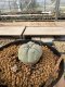 Lophophora Williamsii 5-6 cm 10 years old seed ownroot flower seedling ロフォフォラ　烏羽玉　仔吹き サボテン