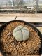 Lophophora Williamsii 5-6 cm 10 years old seed ownroot flower seedling ロフォフォラ　烏羽玉　仔吹き サボテン