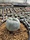 Lophophora Williamsii 5-6 cm 10 years old seed ownroot flower seedling ロフォフォラ　烏羽玉　仔吹き サボテン