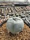 Lophophora Williamsii 5-6 cm 10 years old seed ownroot flower seedling ロフォフォラ　烏羽玉　仔吹き サボテン