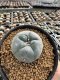 Lophophora Williamsii 5-6 cm 10 years old seed ownroot flower seedling ロフォフォラ　烏羽玉　仔吹き サボテン