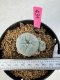 Lophophora Williamsii 5-6 cm 10 years old seed ownroot flower seedling ロフォフォラ　烏羽玉　仔吹き サボテン