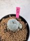 Lophophora Williamsii 5-6 cm 10 years old seed ownroot flower seedling ロフォフォラ　烏羽玉　仔吹き サボテン