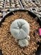 Lophophora Williamsii 5-6 cm 10 years old seed ownroot flower seedling ロフォフォラ　烏羽玉　仔吹き サボテン