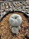 Lophophora Williamsii 5-6 cm 10 years old seed ownroot flower seedling ロフォフォラ　烏羽玉　仔吹き サボテン