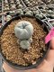 Lophophora Williamsii 5-6 cm 10 years old seed ownroot flower seedling ロフォフォラ　烏羽玉　仔吹き サボテン