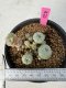 Lophophora Williamsii 5-6 cm 10 years old seed ownroot flower seedling ロフォフォラ　烏羽玉　仔吹き サボテン