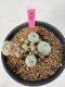 Lophophora Williamsii 5-6 cm 10 years old seed ownroot flower seedling ロフォフォラ　烏羽玉　仔吹き サボテン