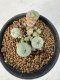 Lophophora Williamsii 5-6 cm 10 years old seed ownroot flower seedling ロフォフォラ　烏羽玉　仔吹き サボテン