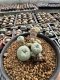 Lophophora Williamsii 5-6 cm 10 years old seed ownroot flower seedling ロフォフォラ　烏羽玉　仔吹き サボテン