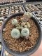 Lophophora Williamsii 5-6 cm 10 years old seed ownroot flower seedling ロフォフォラ　烏羽玉　仔吹き サボテン