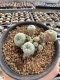 Lophophora Williamsii 5-6 cm 10 years old seed ownroot flower seedling ロフォフォラ　烏羽玉　仔吹き サボテン