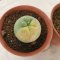 Lophophora Fricii Variegata 4-5 cm 15 years old seed ownroot flower seedling ロフォフォラ　烏羽玉　仔吹き サボテン