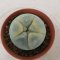 Lophophora Fricii Variegata 4-5 cm 15 years old seed ownroot flower seedling ロフォフォラ　烏羽玉　仔吹き サボテン