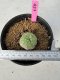 Lophophora Williamsii 5-6 cm 10 years old seed ownroot flower seedling ロフォフォラ　烏羽玉　仔吹き サボテン