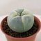 Lophophora Fricii Variegata 4-5 cm 15 years old seed ownroot flower seedling ロフォフォラ　烏羽玉　仔吹き サボテン