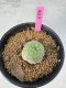 Lophophora Williamsii 5-6 cm 10 years old seed ownroot flower seedling ロフォフォラ　烏羽玉　仔吹き サボテン