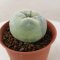 Lophophora Fricii Variegata 4-5 cm 15 years old seed ownroot flower seedling ロフォフォラ　烏羽玉　仔吹き サボテン