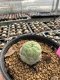 Lophophora Williamsii 5-6 cm 10 years old seed ownroot flower seedling ロフォフォラ　烏羽玉　仔吹き サボテン