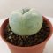 Lophophora Fricii Variegata 4-5 cm 15 years old seed ownroot flower seedling ロフォフォラ　烏羽玉　仔吹き サボテン