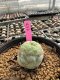 Lophophora Williamsii 5-6 cm 10 years old seed ownroot flower seedling ロフォフォラ　烏羽玉　仔吹き サボテン