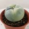 Lophophora Fricii Variegata 4-5 cm 15 years old seed ownroot flower seedling ロフォフォラ　烏羽玉　仔吹き サボテン