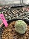 Lophophora Williamsii 5-6 cm 10 years old seed ownroot flower seedling ロフォフォラ　烏羽玉　仔吹き サボテン