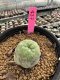 Lophophora Williamsii 5-6 cm 10 years old seed ownroot flower seedling ロフォフォラ　烏羽玉　仔吹き サボテン