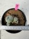 Lophophora Williamsii 5-6 cm 10 years old seed ownroot flower seedling ロフォフォラ　烏羽玉　仔吹き サボテン