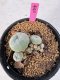 Lophophora Williamsii 5-6 cm 10 years old seed ownroot flower seedling ロフォフォラ　烏羽玉　仔吹き サボテン