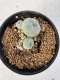 Lophophora Williamsii 5-6 cm 10 years old seed ownroot flower seedling ロフォフォラ　烏羽玉　仔吹き サボテン