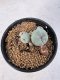 Lophophora Williamsii 5-6 cm 10 years old seed ownroot flower seedling ロフォフォラ　烏羽玉　仔吹き サボテン